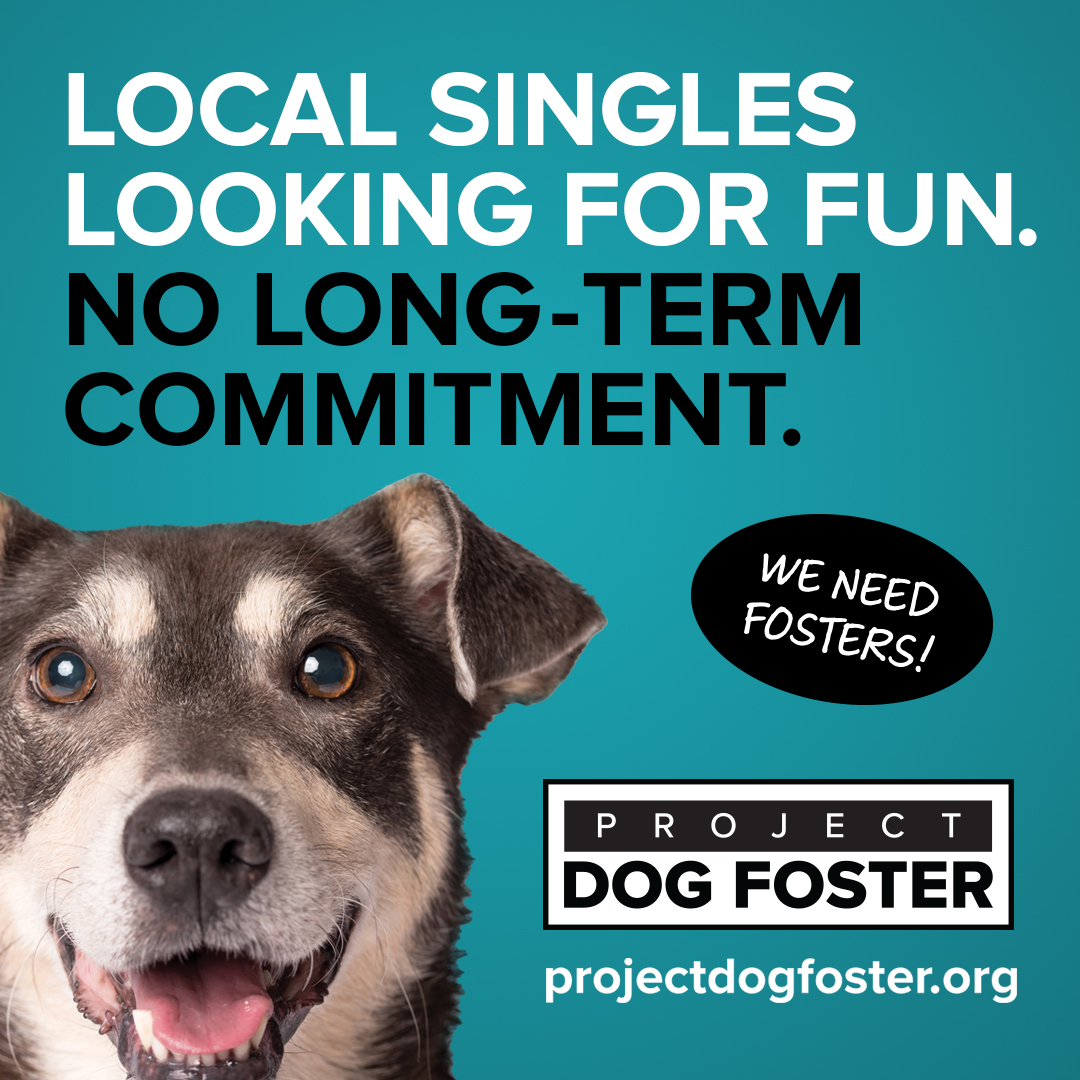 project dog foster ad example